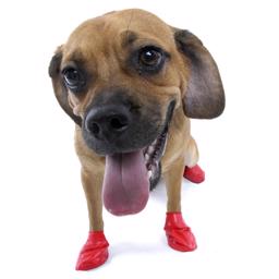 hundskor i naturgummi från Pawz red